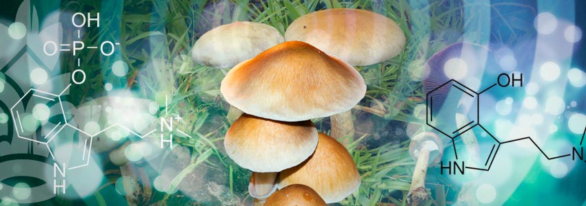 Was Ist Psilocybin?